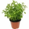 Oregano FloraSelf Origanum Vulgare 'Diabolo' Ø 12 Cm Topf -Florasellf Geschaft DV 8 8358508 01 4c CH 20190123104753