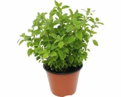 Oregano FloraSelf Origanum Vulgare 'Diabolo' Ø 12 Cm Topf