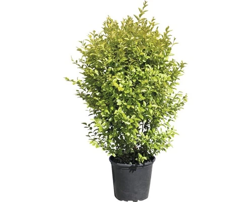 Gold-Liguster XXL FloraSelf Ligustrum Ovalifolium 'Aureum' H 100-125 Cm Co 15 L 4 Gold-Liguster XXL FloraSelf Ligustrum Ovalifolium 'Aureum' H 100-125 Cm Co 15 L – Bild 2