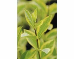 Gold-Liguster XXL FloraSelf Ligustrum Ovalifolium 'Aureum' H 100-125 Cm Co 15 L 10 Gold-Liguster XXL FloraSelf Ligustrum Ovalifolium 'Aureum' H 100-125 Cm Co 15 L -Florasellf Geschaft DV 8 8360254 02 4c DE 20201209111800