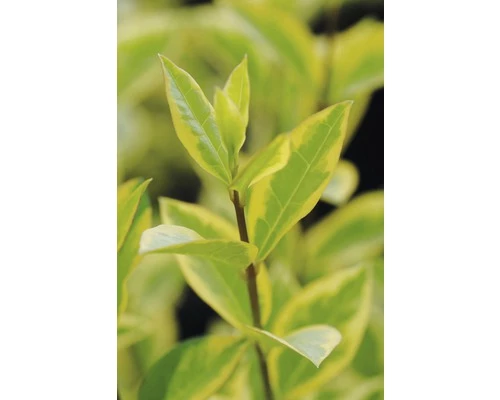 Gold-Liguster XXL FloraSelf Ligustrum Ovalifolium 'Aureum' H 100-125 Cm Co 15 L 5 Gold-Liguster XXL FloraSelf Ligustrum Ovalifolium 'Aureum' H 100-125 Cm Co 15 L – Bild 3