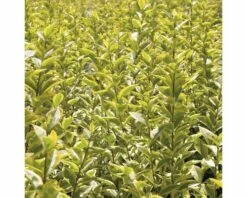 Gold-Liguster XXL FloraSelf Ligustrum Ovalifolium 'Aureum' H 100-125 Cm Co 15 L 11 Gold-Liguster XXL FloraSelf Ligustrum Ovalifolium 'Aureum' H 100-125 Cm Co 15 L -Florasellf Geschaft DV 8 8360254 03 4c DE 20201209111800