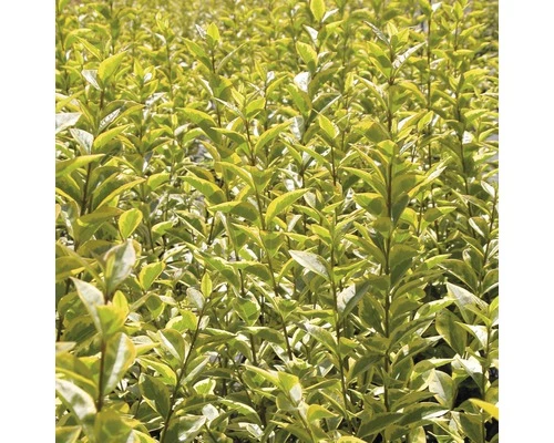 Gold-Liguster XXL FloraSelf Ligustrum Ovalifolium 'Aureum' H 100-125 Cm Co 15 L 6 Gold-Liguster XXL FloraSelf Ligustrum Ovalifolium 'Aureum' H 100-125 Cm Co 15 L – Bild 4