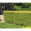 Gold-Liguster XXL FloraSelf Ligustrum Ovalifolium 'Aureum' H 100-125 Cm Co 15 L -Florasellf Geschaft DV 8 8360254 04 4c DE 20201209201654
