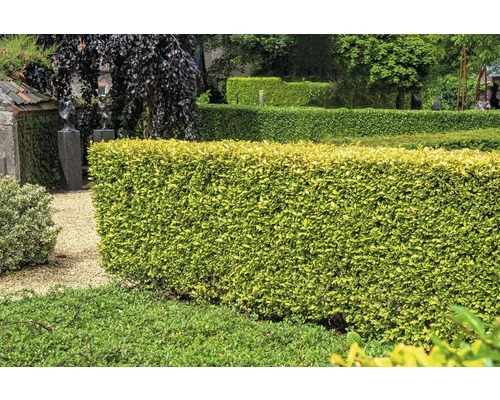Gold-Liguster XXL FloraSelf Ligustrum Ovalifolium 'Aureum' H 100-125 Cm Co 15 L 3 Gold-Liguster XXL FloraSelf Ligustrum Ovalifolium 'Aureum' H 100-125 Cm Co 15 L