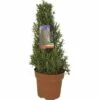 Rosmarin Pyramide FloraSelf Rosmarinus Officinalis H 40-45 Cm Ø 18 Cm Topf -Florasellf Geschaft DV 8 8361418 01 4c CH 20190211084700