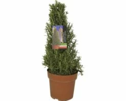 Rosmarin Pyramide FloraSelf Rosmarinus Officinalis H 40-45 Cm Ø 18 Cm Topf