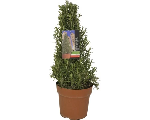 Rosmarin Pyramide FloraSelf Rosmarinus Officinalis H 40-45 Cm Ø 18 Cm Topf 3 Rosmarin Pyramide FloraSelf Rosmarinus Officinalis H 40-45 Cm Ø 18 Cm Topf