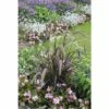 Rotes Lampenputzergras FloraSelf Pennisetum Advena 'Summer Samba' H 20-50 Cm Co 6 L