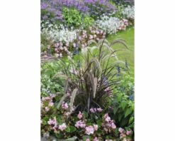 Rotes Lampenputzergras FloraSelf Pennisetum Advena 'Summer Samba' H 20-50 Cm Co 6 L