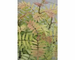 Niedrige Fiederspiere FloraSelf Sorbaria Sorbifolia 'Sem' H 30-60 Cm Co 4 L -Florasellf Geschaft DV 8 8389594 02 4c DE 20150519180629