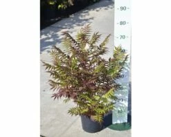 Niedrige Fiederspiere FloraSelf Sorbaria Sorbifolia 'Sem' H 30-60 Cm Co 4 L