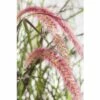 Rotes Lampenputzergras FloraSelf Pennisetum Advena 'Summer Samba' H 20-40 Cm Co 3 L 1 Rotes Lampenputzergras FloraSelf Pennisetum Advena 'Summer Samba' H 20-40 Cm Co 3 L -Florasellf Geschaft DV 8 8421174 01 4c DE 20180209001725