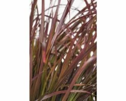 Rotes Lampenputzergras FloraSelf Pennisetum Advena 'Summer Samba' H 20-40 Cm Co 3 L -Florasellf Geschaft DV 8 8421174 02 4c DE 20210113114751 1