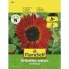 Sonnenblume 'Samtkönigin' FloraSelf Samenfestes Saatgut Blumensamen -Florasellf Geschaft DV 8 8488974 01 4c AT 20190417091919