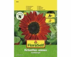 Sonnenblume 'Samtkönigin' FloraSelf Samenfestes Saatgut Blumensamen