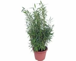 40 X Robuster Gartenbambus FloraSelf Fargesia Murielae 'Standing Stone' H 40-60 Cm Co 5 L Für Ca. 25 Lfm Hecke 7 40 X Robuster Gartenbambus FloraSelf Fargesia Murielae 'Standing Stone' H 40-60 Cm Co 5 L Für Ca. 25 Lfm Hecke -Florasellf Geschaft DV 8 8519055 01 4c DE 20201216101655