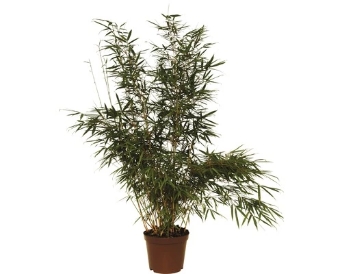 Zebrabambus FloraSelf Fargesia Robusta 'Campbell' H 80-100 Cm Co 7,5 L 4 Zebrabambus FloraSelf Fargesia Robusta 'Campbell' H 80-100 Cm Co 7,5 L – Bild 2