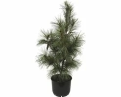 Tränen-Kiefer FloraSelf Pinus Wallichiana 'Densa Hill' H 80-100 Cm Co 10 L 8 Tränen-Kiefer FloraSelf Pinus Wallichiana 'Densa Hill' H 80-100 Cm Co 10 L -Florasellf Geschaft DV 8 8519063 01 4c DE 20140211020143