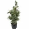 Tränen-Kiefer FloraSelf Pinus Wallichiana 'Densa Hill' H 80-100 Cm Co 10 L 2 Tränen-Kiefer FloraSelf Pinus Wallichiana 'Densa Hill' H 80-100 Cm Co 10 L -Florasellf Geschaft DV 8 8519063 02 4c CH 20171117191241