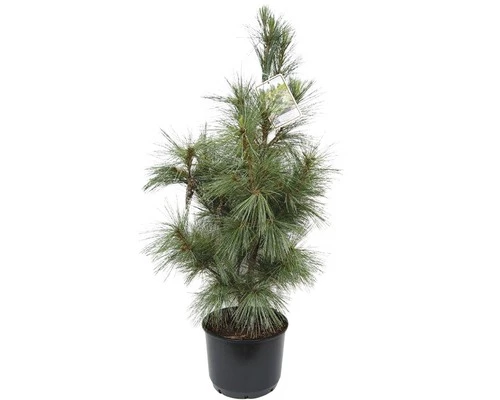 Tränen-Kiefer FloraSelf Pinus Wallichiana 'Densa Hill' H 80-100 Cm Co 10 L 3 Tränen-Kiefer FloraSelf Pinus Wallichiana 'Densa Hill' H 80-100 Cm Co 10 L