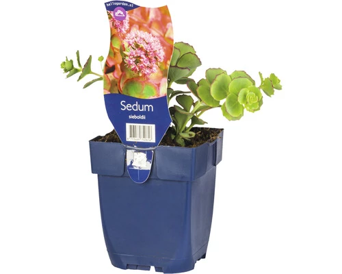 Siebold-Fetthenne FloraSelf Sedum Sieboldii H 3-5 Cm Co 0,5 L 3 Siebold-Fetthenne FloraSelf Sedum Sieboldii H 3-5 Cm Co 0,5 L
