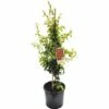 Zierquitte FloraSelf Chaenomeles Speciosa 'Hot Fire' H 60-80 Cm Co 5 L -Florasellf Geschaft DV 8 8541489 01 4c DE 20150717031535