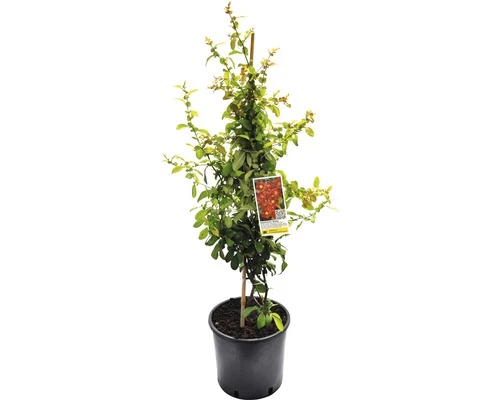 Zierquitte FloraSelf Chaenomeles Speciosa 'Hot Fire' H 60-80 Cm Co 5 L 3 Zierquitte FloraSelf Chaenomeles Speciosa 'Hot Fire' H 60-80 Cm Co 5 L