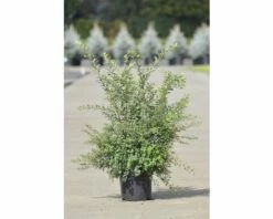 Japanische Strauchspiere FloraSelf Spiraea Nipponica 'Snowmound' H 50-60 Cm Co 4 L