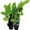 Kohlrabi Grün FloraSelf Bio Brassica Oleracea Ø 6 Cm Topf 6 Stk -Florasellf Geschaft DV 8 8554931 01 4c DE 20190417211658