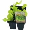 Kopfsalat FloraSelf Bio Letuca Sativa Ø 6 Cm Topf 6 Stk -Florasellf Geschaft DV 8 8554933 01 4c DE 20190417211658
