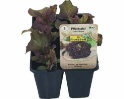 Bio Pflücksalat Lollo Rossa FloraSelf Floralie Gärtnern Mit Kids 6-er Schale