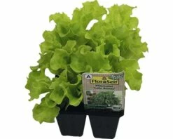 Bio Pflücksalat Lollo Bionda FloraSelf Floralie Gärtnern Mit Kids Gärtnern Mit Kids 6-er Schale