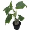 Gurke Veredelt FloraSelf Bio Cucumis Sativa Ø 13 Cm Topf -Florasellf Geschaft DV 8 8554959 01 4c DE 20190417211658