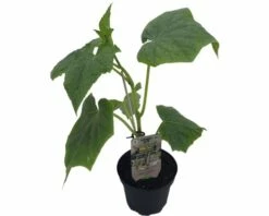 Gurke Veredelt FloraSelf Bio Cucumis Sativa Ø 13 Cm Topf
