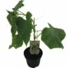 Mini Gurke FloraSelf Bio Cucumis Sativa Ø 13 Cm Topf -Florasellf Geschaft DV 8 8554960 01 4c DE 20190417211658