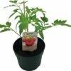 BIO Fleischtomate FloraSelf Ø 13 Cm Topf Versch. Sorten Veredelt 2 BIO Fleischtomate FloraSelf Ø 13 Cm Topf Versch. Sorten Veredelt -Florasellf Geschaft DV 8 8554962 01 4c DE 20190417211658
