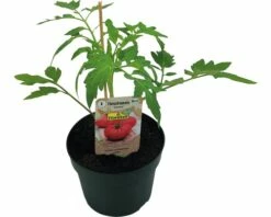 BIO Fleischtomate FloraSelf Ø 13 Cm Topf Versch. Sorten Veredelt