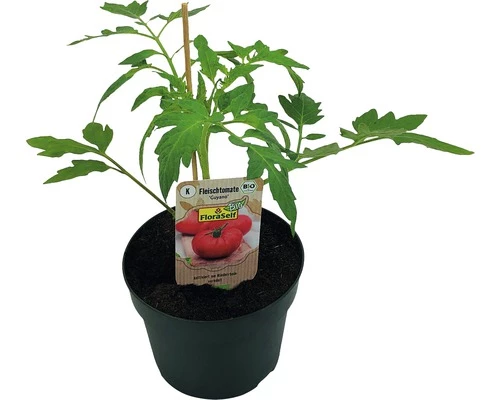 BIO Fleischtomate FloraSelf Ø 13 Cm Topf Versch. Sorten Veredelt 3 BIO Fleischtomate FloraSelf Ø 13 Cm Topf Versch. Sorten Veredelt
