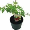 BIO Salattomate FloraSelf Ø 13 Cm Topf Versch. Sorten Veredelt -Florasellf Geschaft DV 8 8554963 01 4c DE 20190417211658