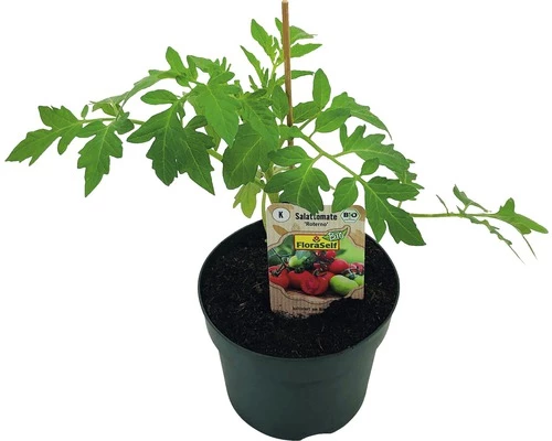BIO Salattomate FloraSelf Ø 13 Cm Topf Versch. Sorten Veredelt 3 BIO Salattomate FloraSelf Ø 13 Cm Topf Versch. Sorten Veredelt