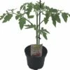 Tomate FloraSelf Bio Lycopersicum Esculentum Var. Esculentum 'Berner Rose' Ø 11 Cm Topf
