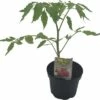 Ochsenherztomate FloraSelf Bio Lycopersicum Esculentum Var. Esculentum 'Ochsenherz' Ø 11 Cm Topf -Florasellf Geschaft DV 8 8554984 01 4c DE 20190628051651
