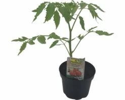 Ochsenherztomate FloraSelf Bio Lycopersicum Esculentum Var. Esculentum 'Ochsenherz' Ø 11 Cm Topf
