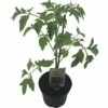 Tomate FloraSelf Bio Lycopersicum Esculentum Var. Esculentum 'Rote Russische' Ø 11 Cm Topf 1 Tomate FloraSelf Bio Lycopersicum Esculentum Var. Esculentum 'Rote Russische' Ø 11 Cm Topf -Florasellf Geschaft DV 8 8554986 01 4c DE 20190628051651