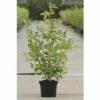 Kupfer-Felsenbirne FloraSelf Amelanchier Lamarckii H 50-60 Cm Co 4 L 2 Kupfer-Felsenbirne FloraSelf Amelanchier Lamarckii H 50-60 Cm Co 4 L -Florasellf Geschaft DV 8 8558802 01 4c DE 20150519194511