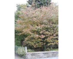 Kupfer-Felsenbirne FloraSelf Amelanchier Lamarckii H 50-60 Cm Co 4 L -Florasellf Geschaft DV 8 8558802 03 4c DE 20220718084759