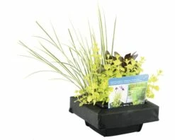 Teichpflanzen Set Für Miniteich FloraSelf 18x18 Cm Korb Inkl. Treibring -Florasellf Geschaft DV 8 8566663 04 4c DE 20210706104758