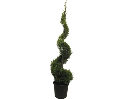 Gelbe Leyland-Zypresse FloraSelf Cupressocyparis Leylandii 'Castlewellan Gold' Spirale H 175-200 Cm Co 30L 3 Gelbe Leyland-Zypresse FloraSelf Cupressocyparis Leylandii 'Castlewellan Gold' Spirale H 175-200 Cm Co 30L