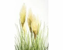 Pampasgras FloraSelf Cortaderia Selloana 'Evita' H 15-80 Cm Co 3 L -Florasellf Geschaft DV 8 8595171 01 4c DE 20210113091758